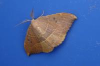 Watsonalla uncinula