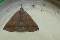 Polypogon plumigeralis