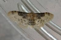 Idaea filicata