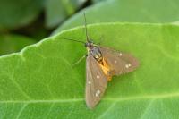 Dysauxes punctata
