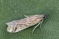 Pempeliella matilella