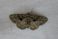 Peribatodes ilicaria ilicaria