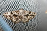 Peribatodes umbraria umbraria