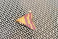 Pyrausta sanguinalis