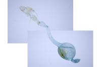 Scoparia ambigualis