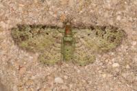Pasiphila rectangulata