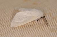 Leucoma salicis