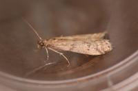 Ephestia woodiella/parasitella/elutella