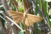 Idaea ochrata