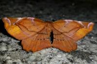Apeira syringaria