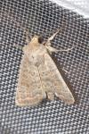 Hoplodrina ambigua
