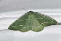 Hylaea fasciaria
