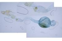 Scoparia ambigualis