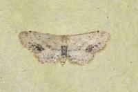 Idaea dimidiata