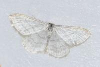 Idaea subsericeata