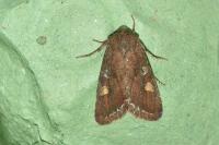 Lacanobia oleracea