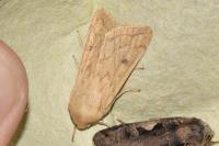 Mythimna vitellina