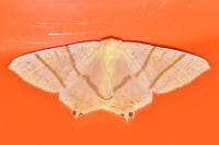 Ourapteryx sambucaria