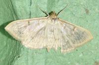 Patania ruralis