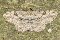 Peribatodes rhomboidaria rhomboidaria