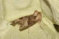 Phlogophora meticulosa