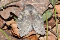 Stauropus fagi