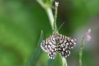 Chiasmia clathrata