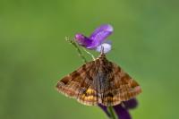 Euclidia glyphica