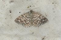 Scopula tessellaria