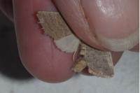 Hoplodrina ambigua
