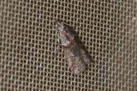Acrobasis obliqua
