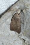 Caradrina flavirena