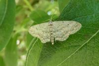 Idaea seriata