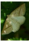 Petrophora chlorosata