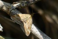 Pyrausta despicata