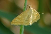 Sitochroa verticalis
