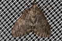 Hydriomena impluviata impluviata