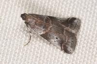 Acrobasis suavella