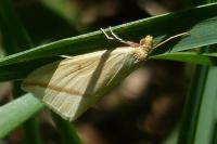 Rhodometra sacraria