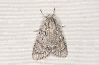 Acronicta aceris