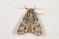 Acronicta rumicis