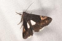 Aedia funesta
