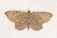 Philereme vetulata