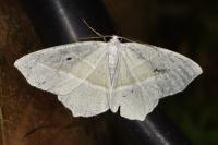 Campaea margaritaria