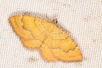 Camptogramma bilineata