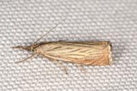 Chrysoteuchia culmella