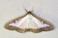 Cydalima perspectalis