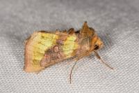 Diachrysia chrysitis