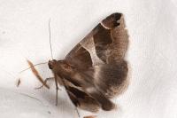 Dysgonia algira