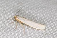 Eilema caniola